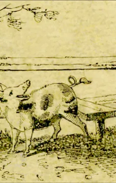 The Remarkable Adventures of an Old Woman and Her Pig
An Ancient Tale in a Modern Dress