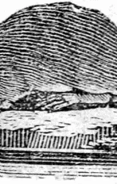 History of Beasts