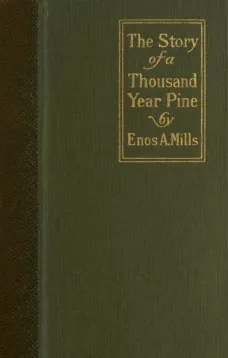 The Story of a Thousand-Year Pine