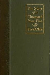 The Story of a Thousand-Year Pine