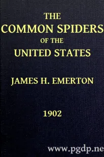 The Common Spiders of the United States