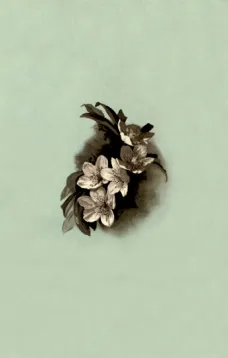 Christmas Roses