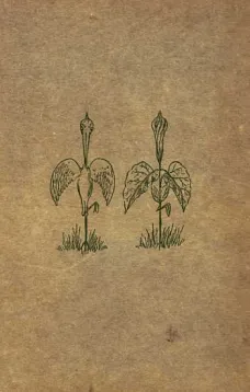 How to tell the Birds from the Flowers, and other Wood-cuts
A Revised Manual of Flornithology for Beginners