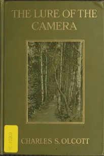 The Lure of the Camera